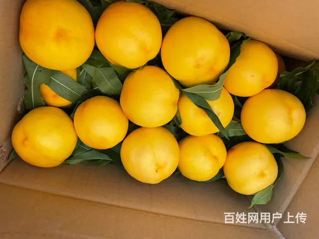 【搞定了！】果园出租年入8-10万（租金几千） - 图片 1
