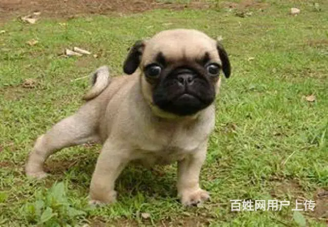 巴哥 本地狗场出售各种宠物狗包健康包纯种可送货 - 图片 6