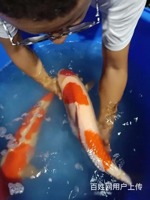 苏州锦鲤养殖场直销各类锦鲤鱼 - 图片 1