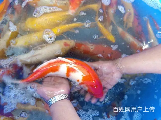 苏州永乐锦鲤养殖场常年批发零售锦鲤鱼量大从优 - 图片 2