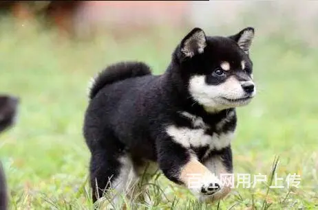日本柴犬出售 冠军品质 赛级血统 签协议 - 图片 8