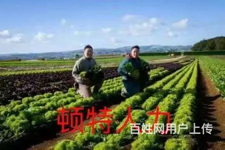 江苏2专业办理出国劳务、新西兰丹麦澳大利亚爱尔兰 - 图片 8