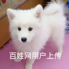 银狐犬 纯种银狐 CKU认证血统 保纯保健康 可签 - 图片 8