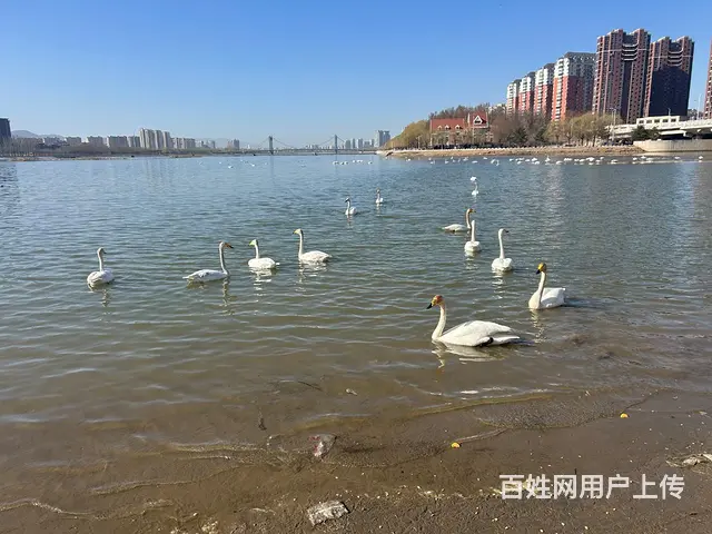 二手手机 - 图片