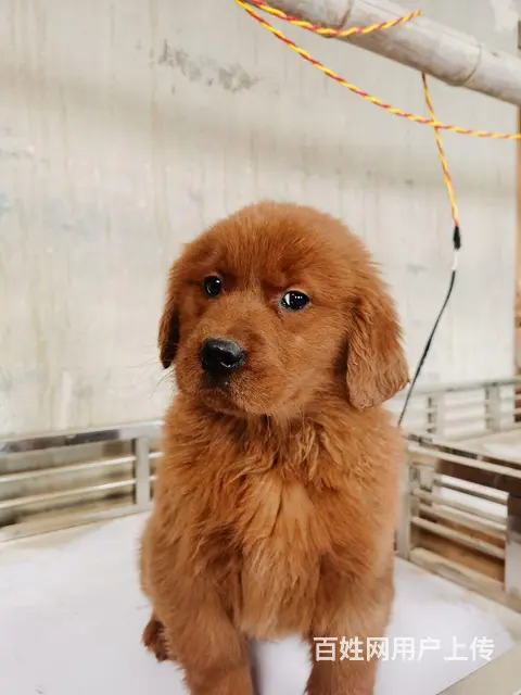 枫叶红金毛幼犬600一只 - 图片 1