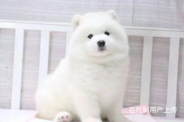 爱宠有家家庭式繁殖 白魔法系微笑天使 欢迎上门看狗 - 图片 10