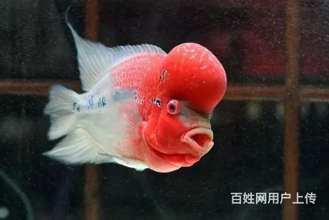 丽水出售泰国进口精品罗汉鱼一手货源，送货上门 - 图片 1