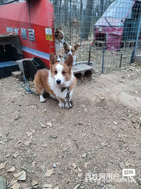 出售柯基成母犬 - 图片 4