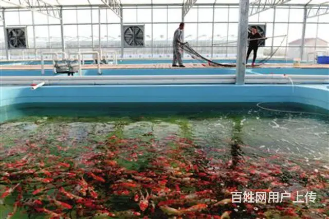 苏州批发零售锦鲤鱼 - 图片 10