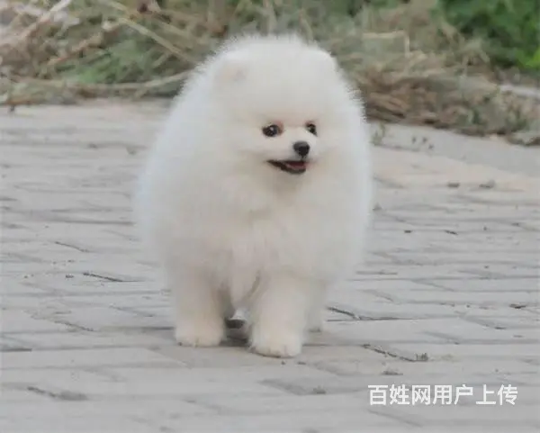 纯种茶杯博美犬出售 北京赛级博美犬价格 - 图片 1
