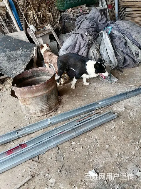 出售边牧幼犬 - 图片 2