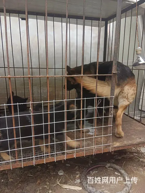 双血统德国牧羊犬 - 图片 5