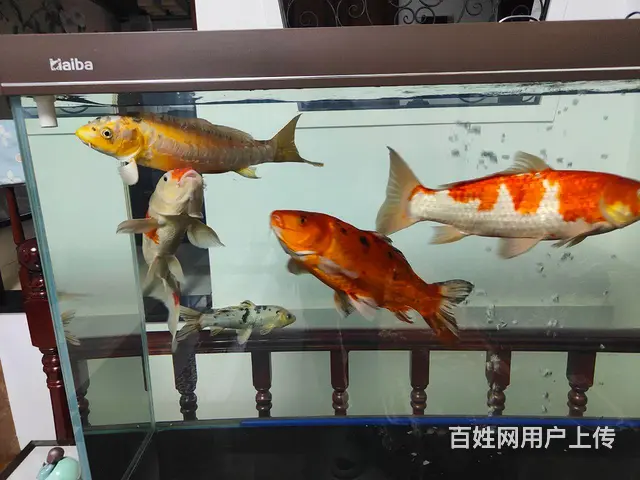 锦鲤鱼 - 图片 4