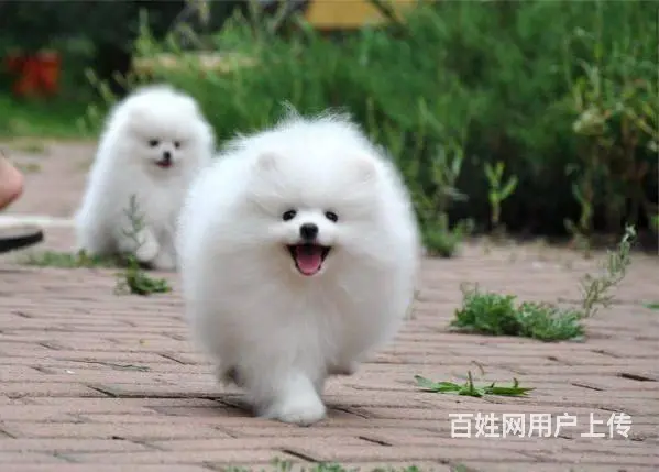 黄博美 白博美 纯种球体博美幼犬找爱家啦 健康纯种 - 图片 7