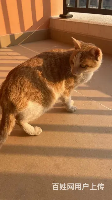 粘人小橘猫求收养（免费送） - 图片 5