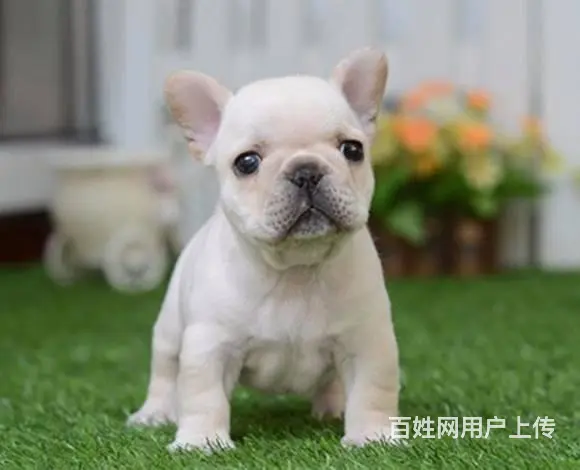 纯种高品质法国斗牛犬出售 黑色奶油色 买狗送宠物用 - 图片 7