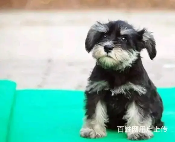 天门卖雪纳瑞的犬舍，犬舍雪纳瑞一般价位 - 图片 7