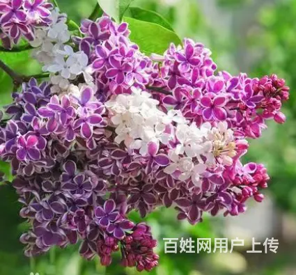 新品种垂丝丁香，欧丁，草坪绿化苗木修剪 - 图片 5
