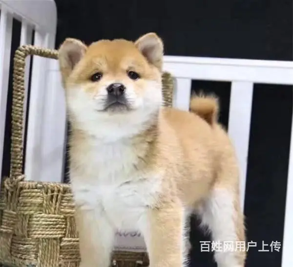 赛级血统柴犬 可现场挑选 保一年健康 - 图片 6