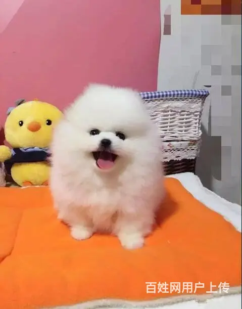 纯种博美 哈多利球体博美 白色博美犬多少钱一只 - 图片 8