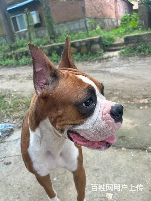 美系拳师犬出售 - 图片 1