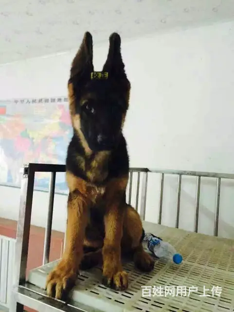 金昌【*推荐】德牧犬舍‖德牧养殖场 - 图片 11