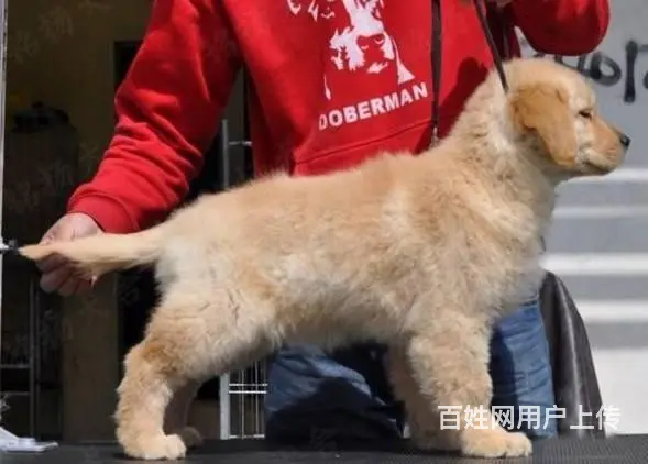 纯种金毛出售 金毛 便宜多少钱 - 图片 6