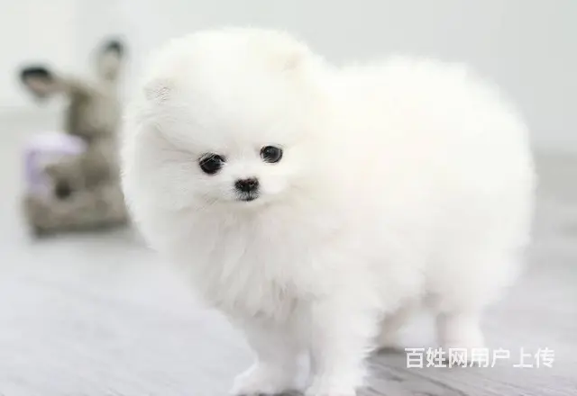 出售纯种博美幼犬 博美价格 博美图片 - 图片 5