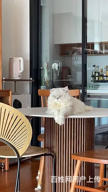 赠送家猫 - 图片 1