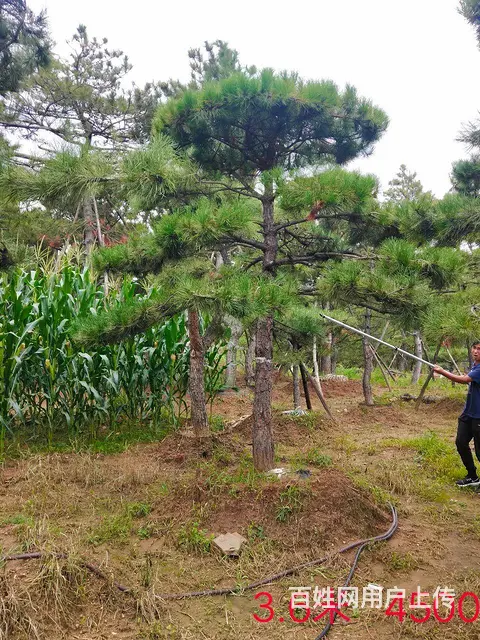 造型油松  造型松  景观松 - 图片 8