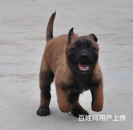 中卫马犬养殖基地Ⅰ马犬繁殖基地 - 图片 1