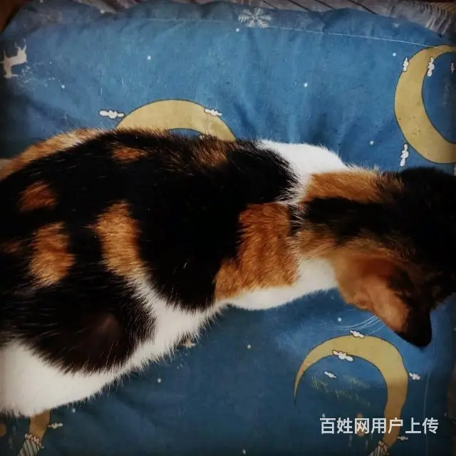 【搞定了！】中华田园三花猫 白手套 家养领养 - 图片 2