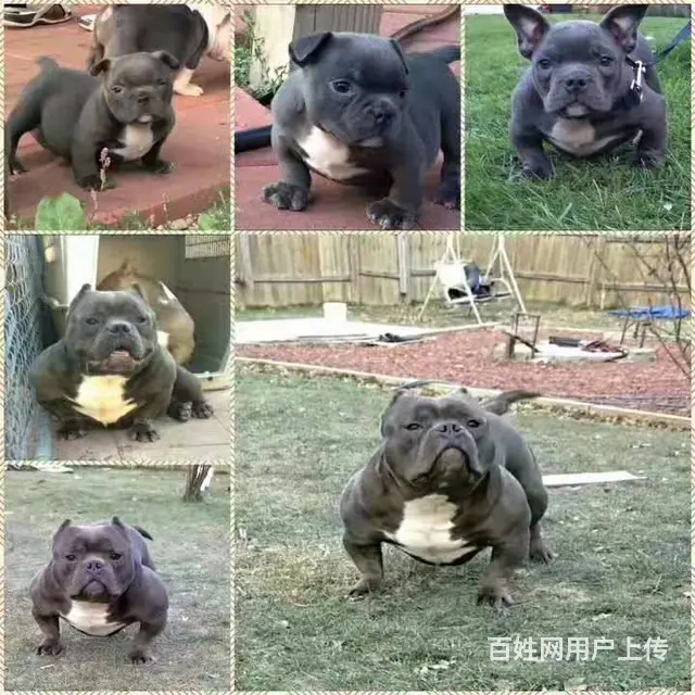 沭阳哪里有卖恶霸犬的、恶霸犬多少钱、纯种美国恶霸犬 - 图片 1