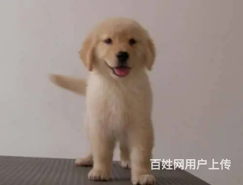 精品大头金毛幼犬 签合同保纯种健康 欢迎咨询 - 图片 8