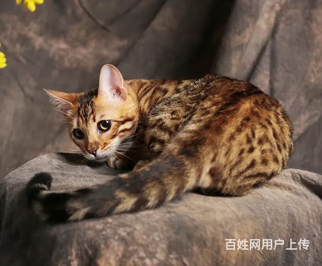 枣庄本地繁殖孟加拉豹猫猫血统纯正品质到位可上门 - 图片 4