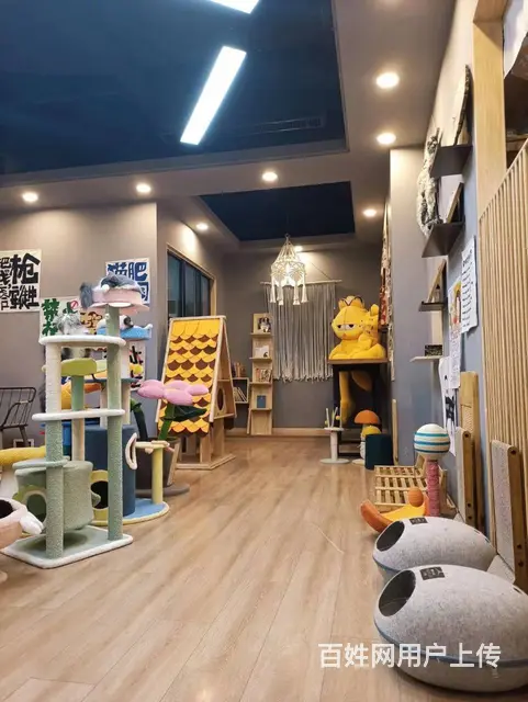 萧山北干商业中心店铺高端群体宠物猫咖店转让 - 图片 7