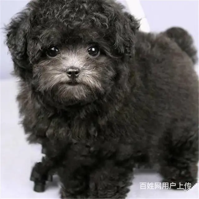 宿迁正规泰迪犬舍地点联系方式 - 图片 4