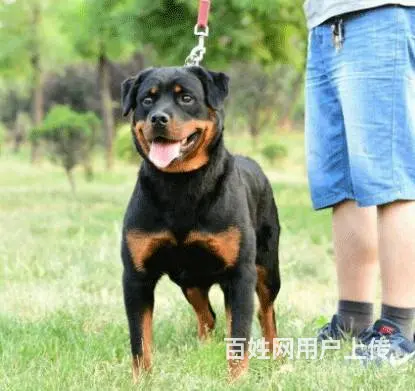 精品罗威纳大量幼犬罗威纳价格罗威纳性格图片视频 - 图片 2