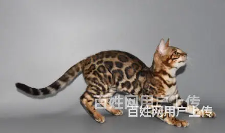 江苏徐州双血统豹猫价格多少 - 图片 2