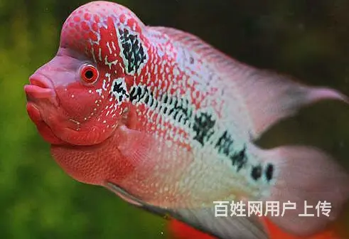 仙桃出售泰国进口精品罗汉鱼一手货源，送货上门 - 图片 6