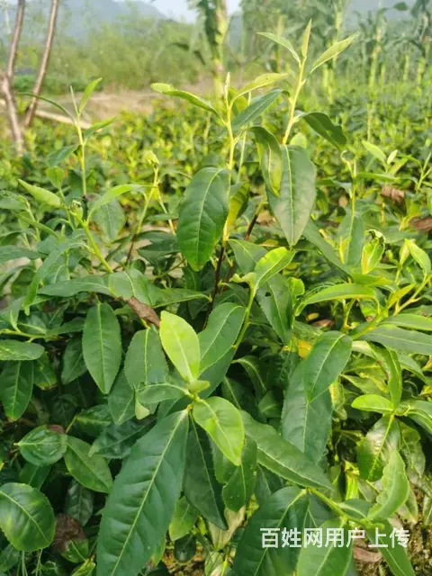 生态茶园 极白白茶 原滋原味 微信： - 图片 2