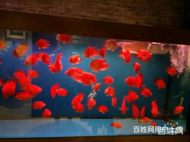 【鱼乐天下】清洗鱼缸，专业鱼缸养护，上门服务 - 图片 7