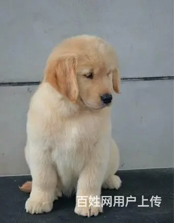 大同有卖金毛犬的吗 金毛犬价位 哪有纯种金毛幼犬 - 图片 5