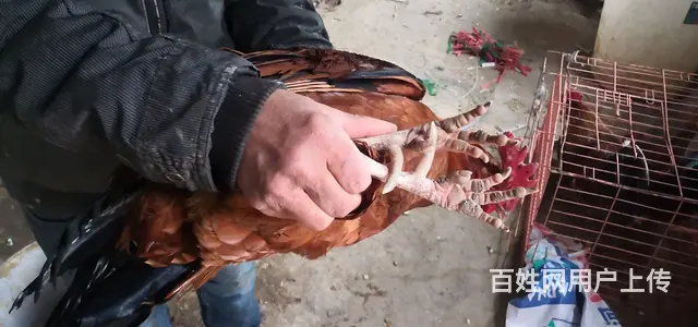 笨公鸡 - 图片 2