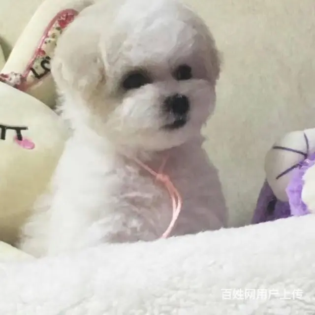 纯种比熊 白色比熊 法系比熊 出售超级可爱的小 - 图片 2