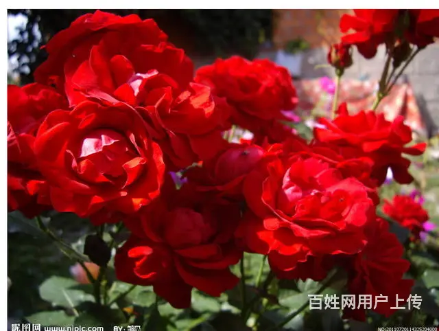 朝辉小区 3室及以上2厅 精装修 - 图片 1