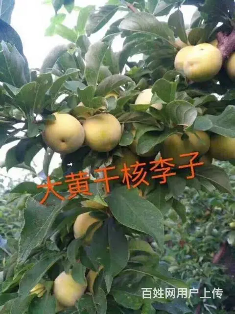 大量出售自家苗圃果树苗 - 图片 6