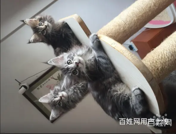 六安哪里有卖缅因猫的 缅因猫出售 包成活 - 图片 4