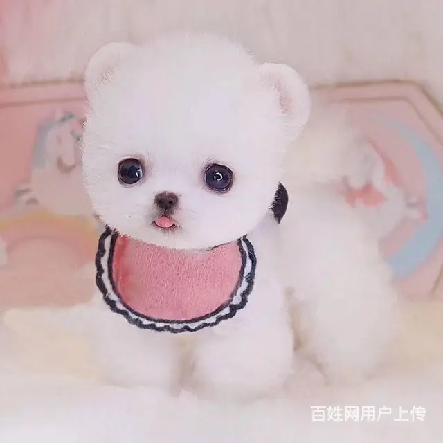 纯种博美 哈多利球体博美 白色博美犬多少钱一只 - 图片 1