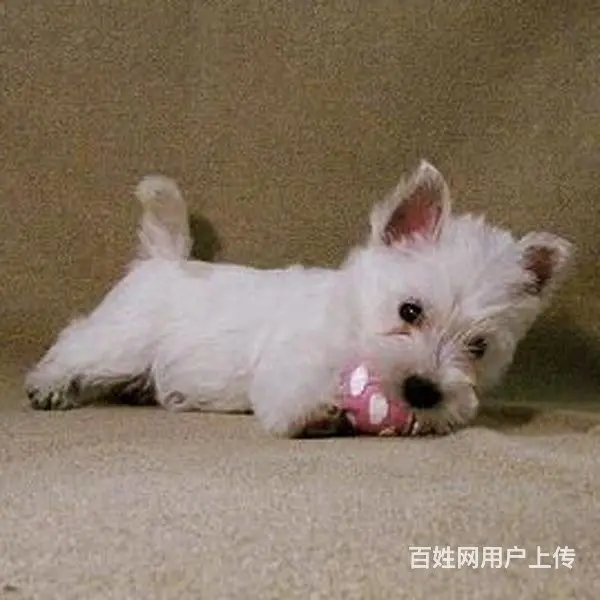 巢湖【十年老店】常年繁殖优质血统西高地幼犬 - 图片 12